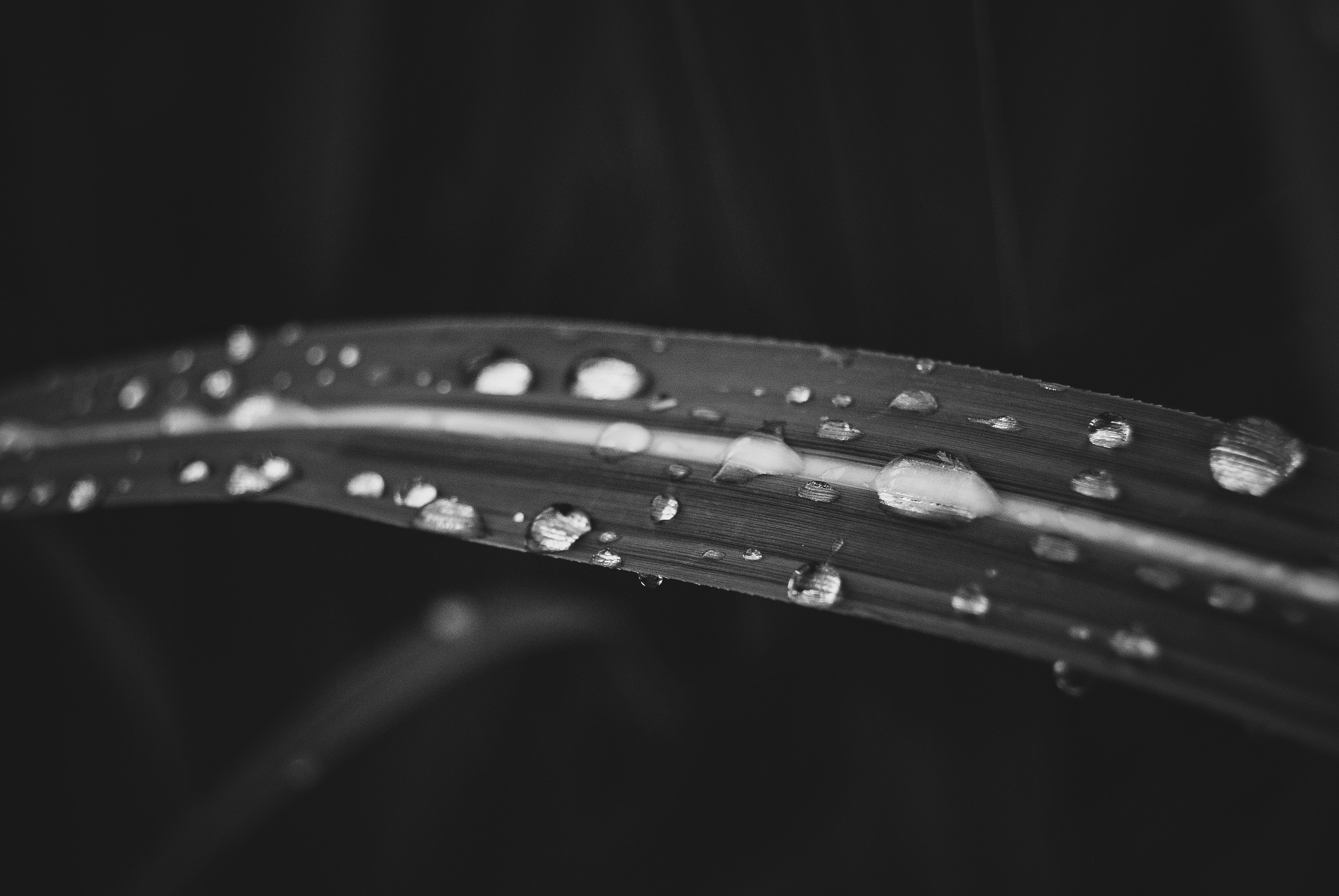 water drops on leaf